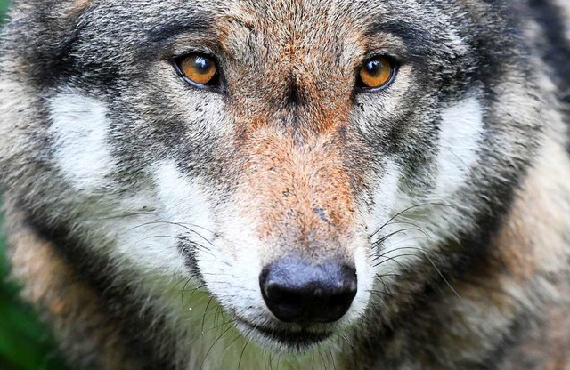 Wlfe werden von vielen Landwirten kritisch gesehen.  | Foto: Carsten Rehder (dpa)