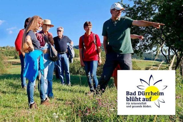 Blhwiesen fr Bad Drrheim – damit es wieder summt und brummt