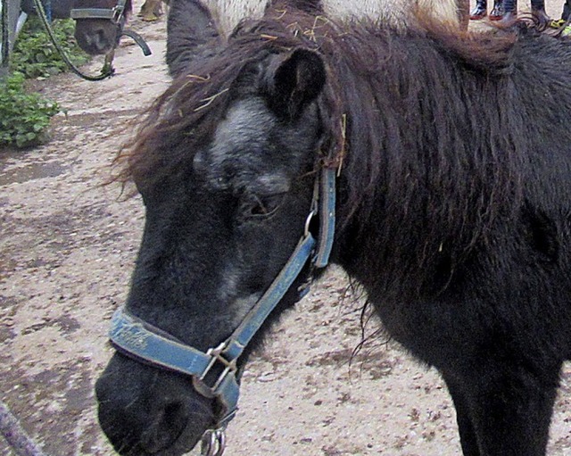 Eines der Pferde vom Platzhof in Kandern   | Foto: Privat