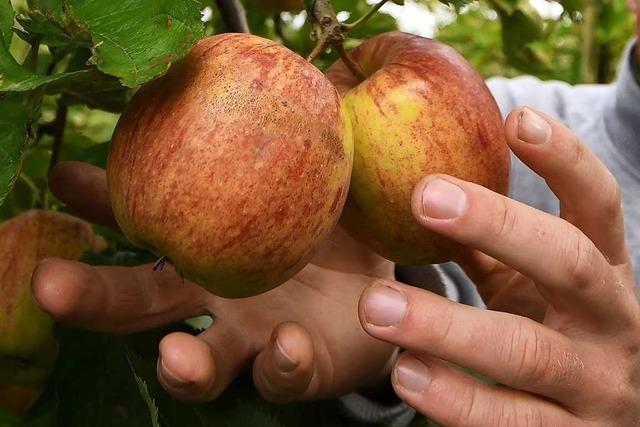 Die Apfelbume sind mde – Ernte fllt bescheiden aus