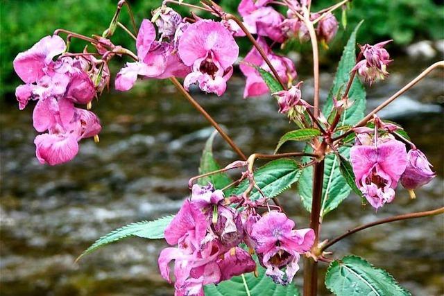 Das Indische Springkraut ist gar nicht so schlimm wie sein Ruf