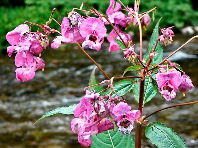 Schn anzusehen und weit weniger probl...r Knterich: das Indische Springkraut.  | Foto: Heinz Scholz