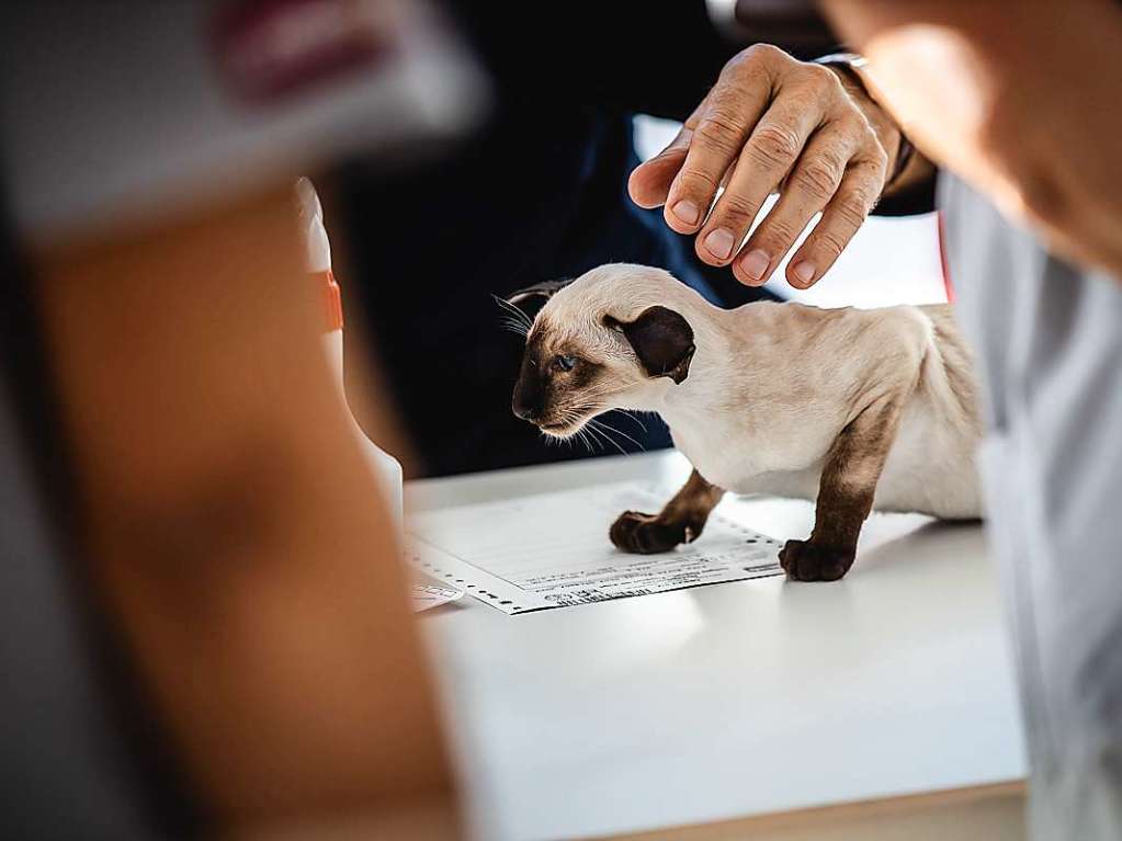 Mehrere Hundert Rassekatzen, Zchter und Katzenliebhaber kamen am Wochenende zur 