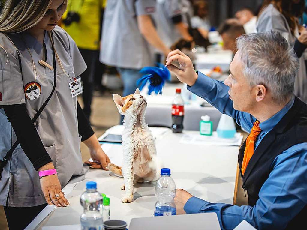 Mehrere Hundert Rassekatzen, Zchter und Katzenliebhaber kamen am Wochenende zur 