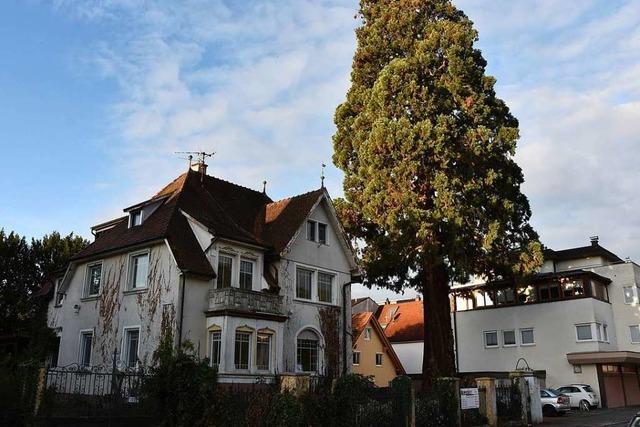 Brger und Naturschtzer wollen in Grenzach 110 Jahre alten Mammutbaum erhalten