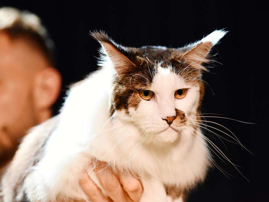 Mehrere Hundert Rassekatzen, Zchter und Katzenliebhaber kamen am Wochenende zur 