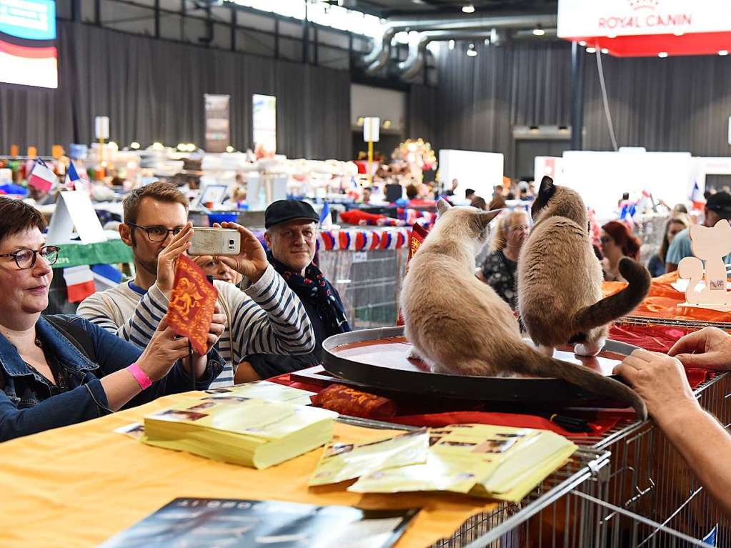 Mehrere Hundert Rassekatzen, Zchter und Katzenliebhaber kamen am Wochenende zur 