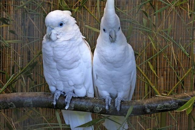 Ausstellung der Vogelfreunde Emmendingen