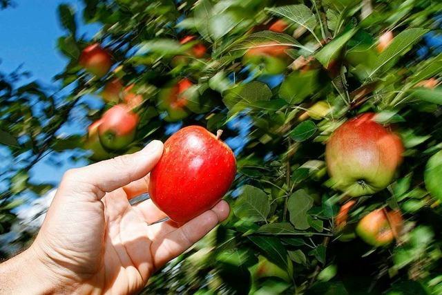 Warum sind Äpfel so gesund?