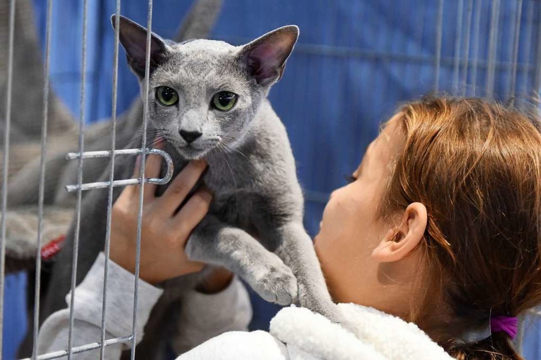 1467 Katzen wurden ausgestellt.  | Foto: Rita Eggstein