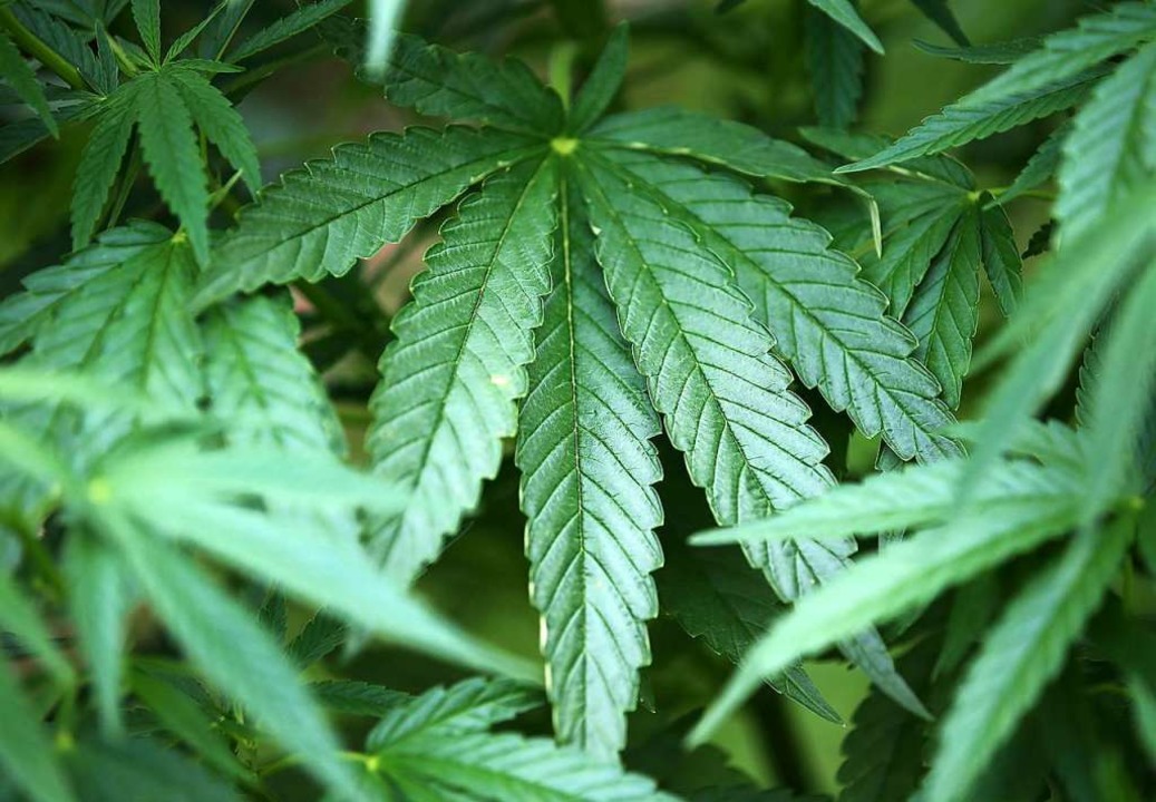 Wer bei Hanf nur an Marihuana denkt, l...ente und Nahrungsergnzungsmittel her.  | Foto: Oliver Berg (dpa)