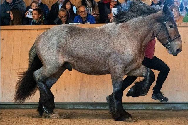 Fotos: Stelldichein der schnsten Hengste in St. Mrgen