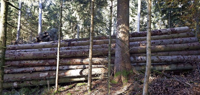 Derzeit liegt viel Holz in den Wldern, das meiste davon ist Kferholz.  | Foto: Wolfgang Adam