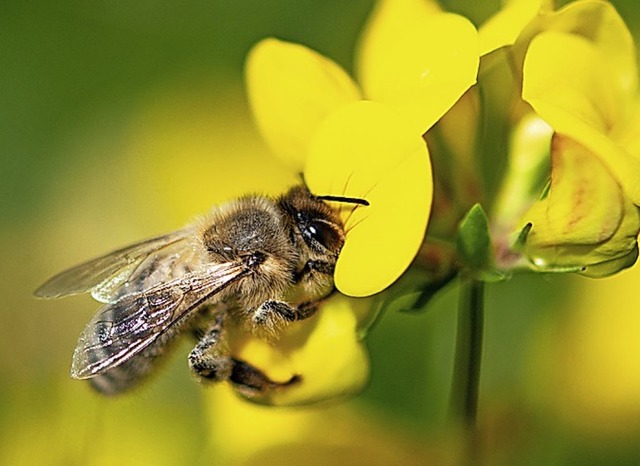 Die Bienen bekommen derzeit viel Aufmerksamkeit.  | Foto: Fabian Sommer (dpa)