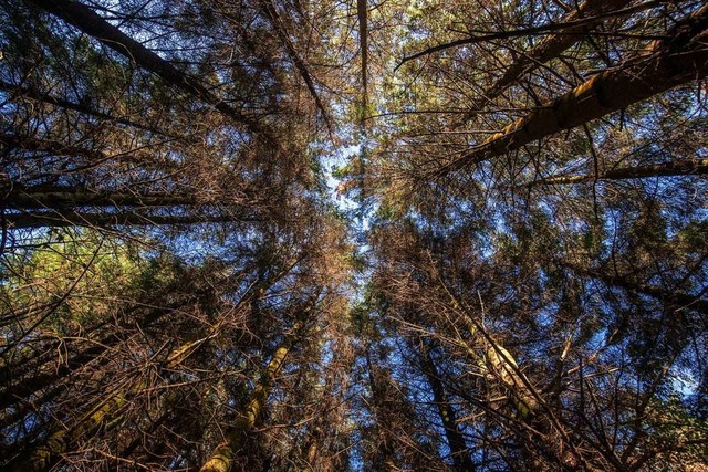 Der Klimawandel fordert im Wald Weitbl...esistenten Baumarten bereits im Gange.  | Foto: Danny Lawson (dpa)