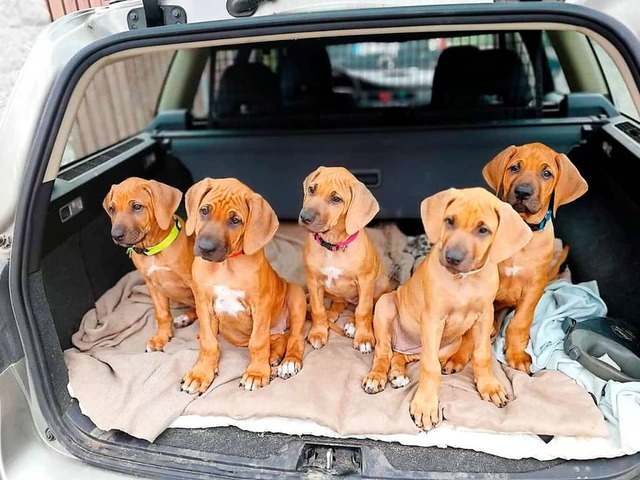 Hundewelpen werden ans Autofahren gewhnt.   | Foto: Lena Dettle