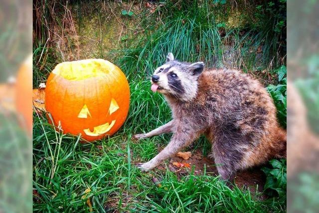 Halloween im Schwarzwaldzoo Waldkirch