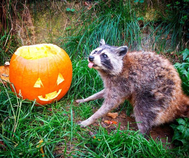 Die Tiere ben schon mal fr Halloween  | Foto: Zoo