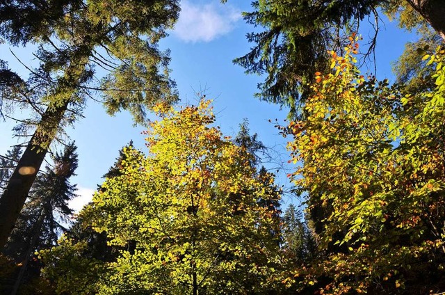 In Schluchsee erfllt der Wald die Spa...nfunktion fr die Gemeinde nicht mehr.  | Foto: Kathrin Blum