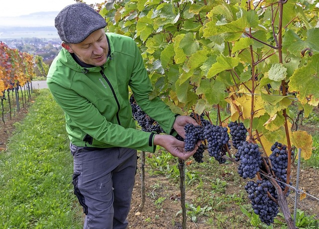 Winzer Lorenz Keller prft die Trauben... nur die besten Frchte eingesammelt.   | Foto:  Peter Rosa