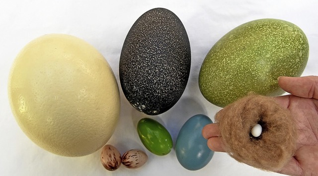 Die Farbe macht&#8217;s: Eier von Stra...i-Ei im Nest (untere Reihe von links)   | Foto: Holger Hollemann (dpa)