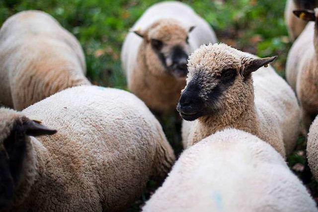 In Oppenau sind wieder Schafe gerissen worden – ob von einem Wolf, ist noch unklar