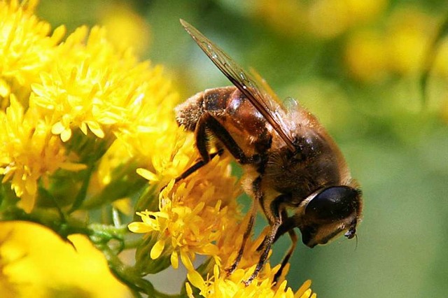 Bienen brauchen naturbelassene Lebensrume.  | Foto: Peter Schtz