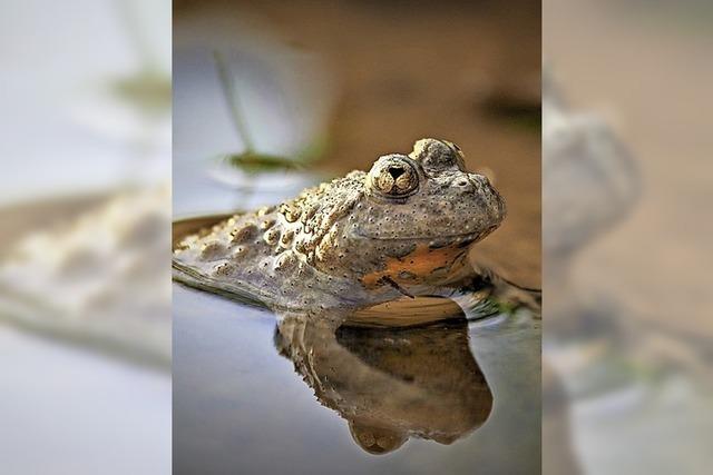 Naturschutz am Tllinger