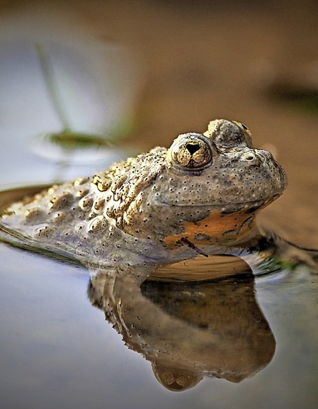 Lebensrume fr Gelbbauchunken sind das Ziel der Naturschutzaktion.  | Foto: Detlef Lingner