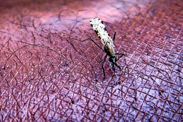 Anophelesmcken bertragen Malaria. Wi... DNA (unten) der Blutsauger verndern.  | Foto: Stephen  Morrison