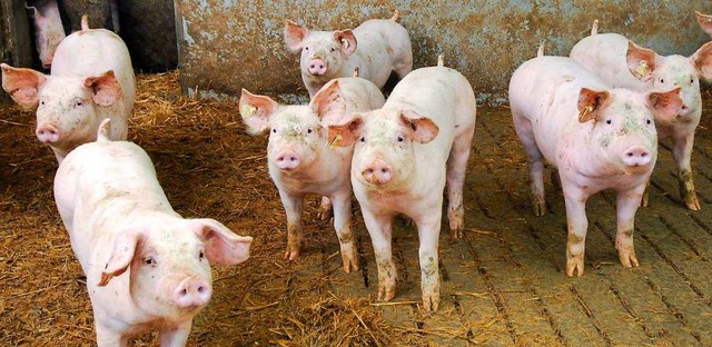 In China werden viele Schweine von der afrikanischen Schweinepest dahingerafft.   | Foto: Michael Bamberger