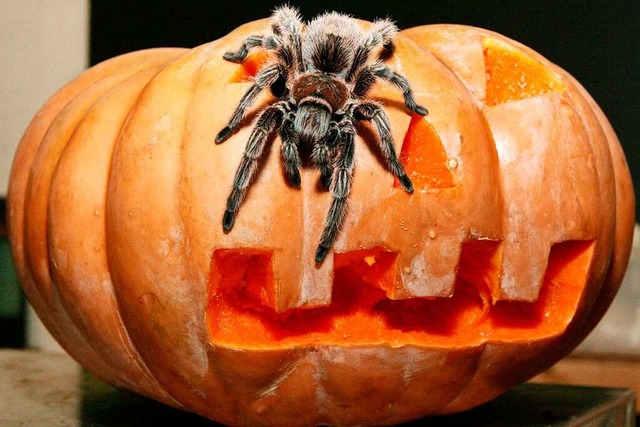Vogelspinnen eignen sich besonders gut zum Gruseln an Halloween.  | Foto: A9999 Uwe Wilkens