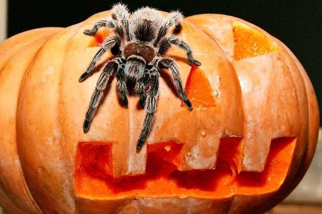Warum so viele Menschen Angst vor Spinnen haben