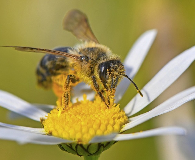 Die Wildbiene soll geschtzt werden.   | Foto: Patrick Pleul (dpa)