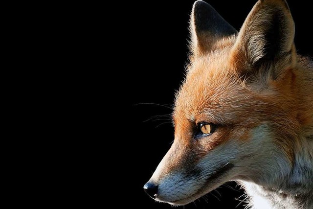 Steinmarder und Fuchs sind Wildtiere, ...ungsraum vorgewagt haben (Symbolfoto).  | Foto: Marty Kropp  (stock.adobe.com)