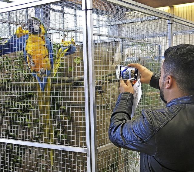 Bunter Blickfang: Ein Papagei bei der Vogelausstellung.  | Foto: Georg Vo