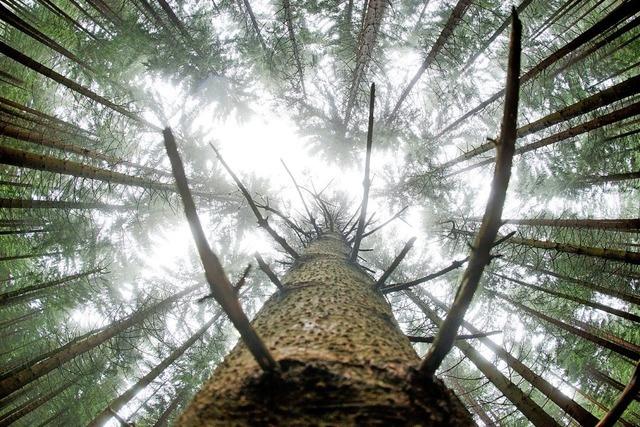 Der Wald wird zum Problemfall – auch wirtschaftlich