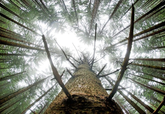 Der deutsche Wald sieht (noch) gut aus, schafft aber Probleme.   | Foto: Julian Stratenschulte