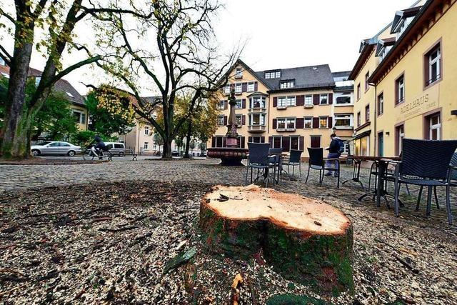 Kastanie auf dem Adelhauser Platz gefllt