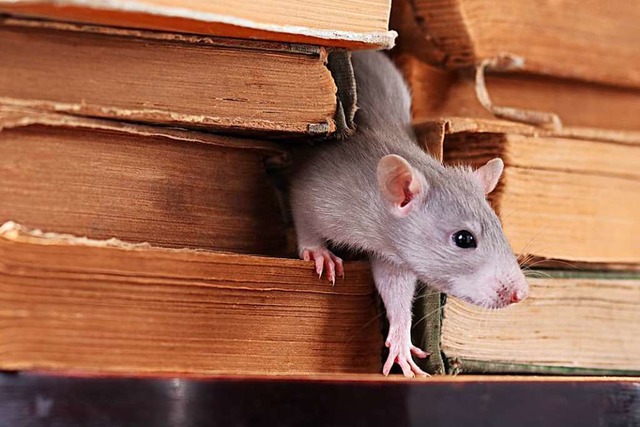 Ratten knnen eine Plage sein.  | Foto: stock.adobe.com
