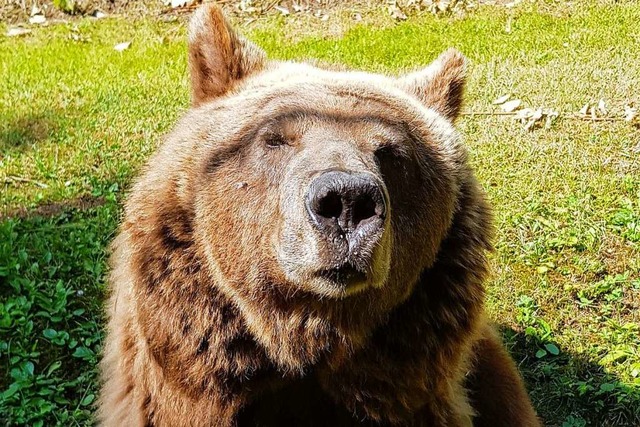 Die Braunbrin mit dem Namen Susi ist gestorben.  | Foto: Katrin Walch (dpa)