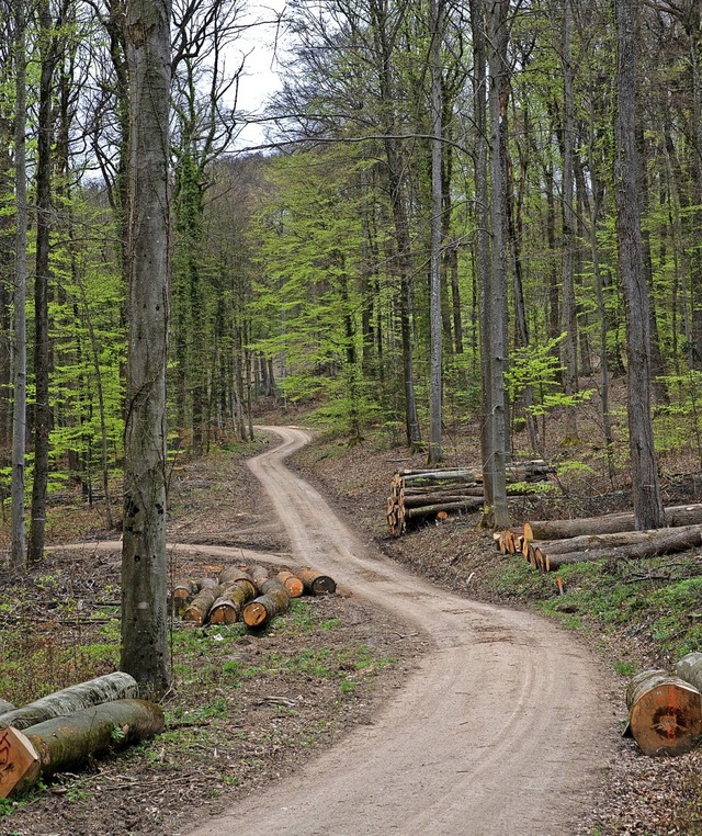 Weiter umstritten: die Forstwirtschaft im Eichwald.  | Foto: Volker Mnch