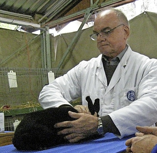 Preisrichter Armin Fieberg bei der Bewertung eines Kaninchens  | Foto: Kleintierzuchtverein