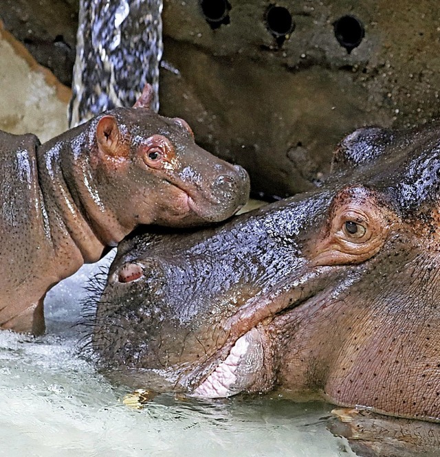   | Foto: Zoo Karlsruhe (dpa)