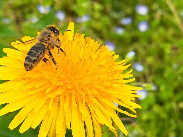 Blhende Flchen zwischen den Reben, w... werden von Bienen dankbar angeflogen.  | Foto: Helmut Seller
