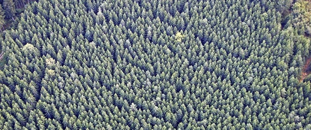 Waldflchen wie diese auf relativ eben...fr ein Befliegen durch Drohnen ideal.  | Foto: Juliane Khnemund