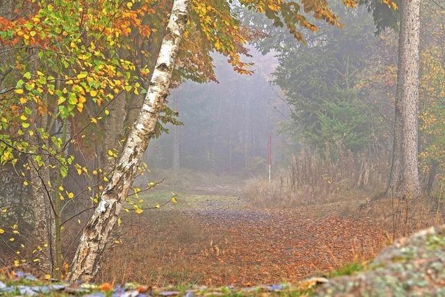 Ein Torblick zum mystisch verzauberten Wald