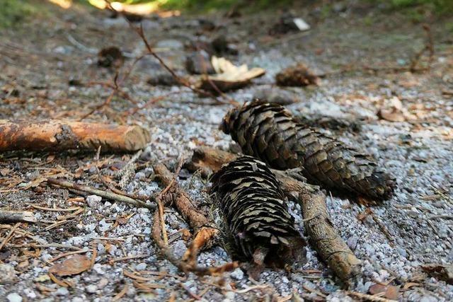 Beim Waldbaden kann man die Natur im Wald erfhlen