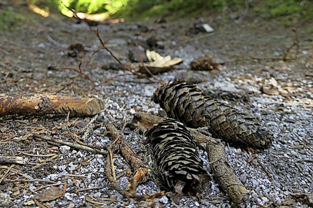 Unterwegs im Wald  | Foto: Simone A. Mayer (dpa)