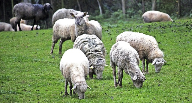 Schafe von Michael Birk grasen bei der...in gern genutzter Rad- und Wanderweg.   | Foto: Simon, Guy